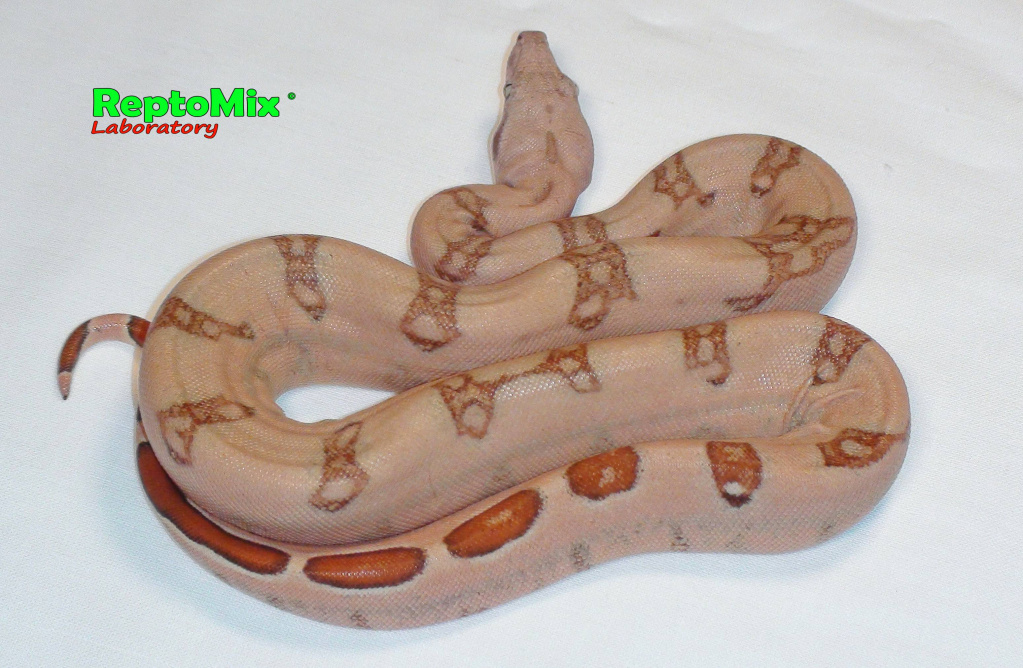 Императорский удав Pink (poss.Super Pink), Blond albino T+ (White clean line), Striped tail