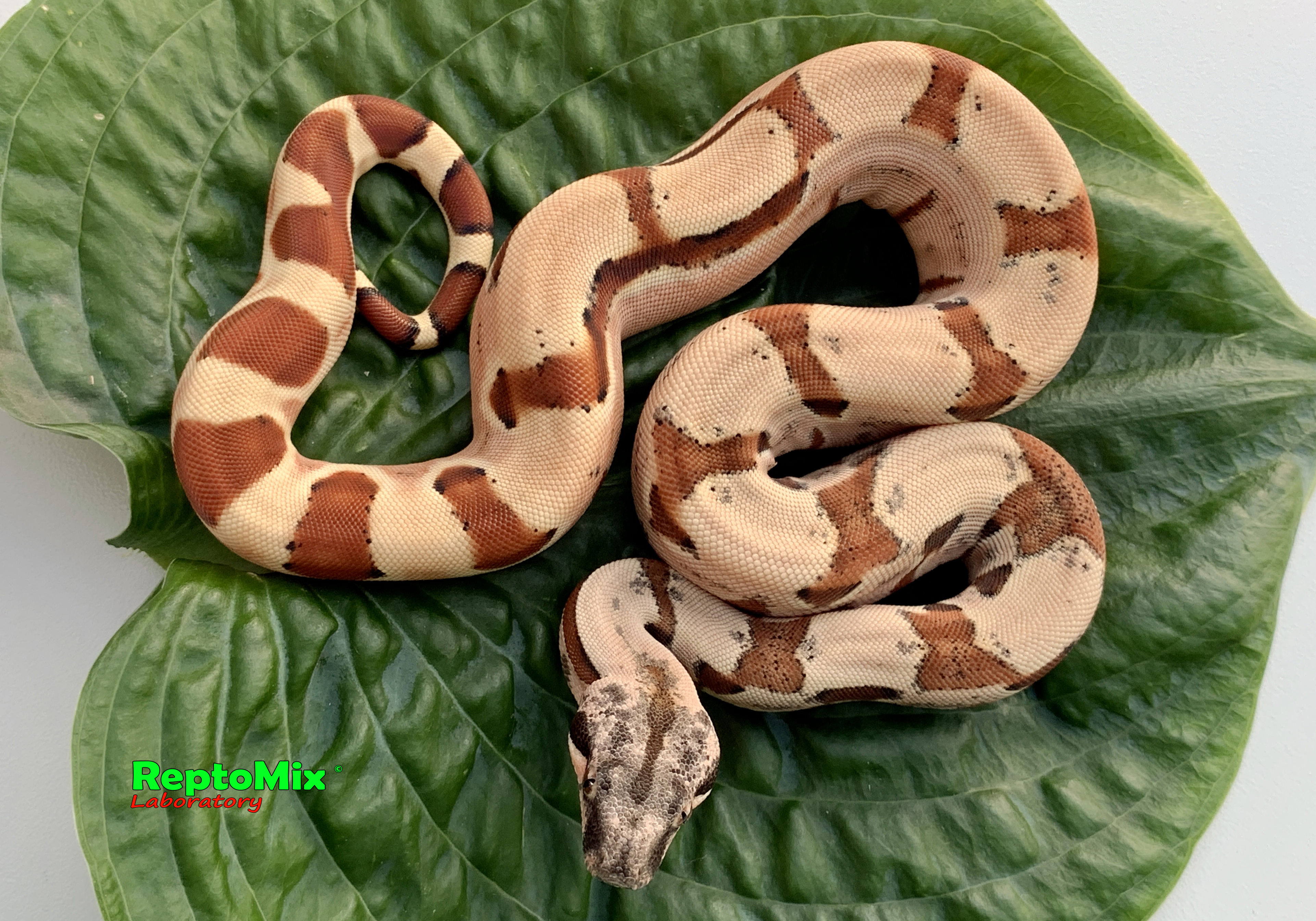Императорский удав Гипо, Джангл  Boa constrictor imperator Salmon Boa constrictor imperator Salmon Hypo Jungle  (Cross Red Salmon Scarlet Х Jungle(Original Swedish line)