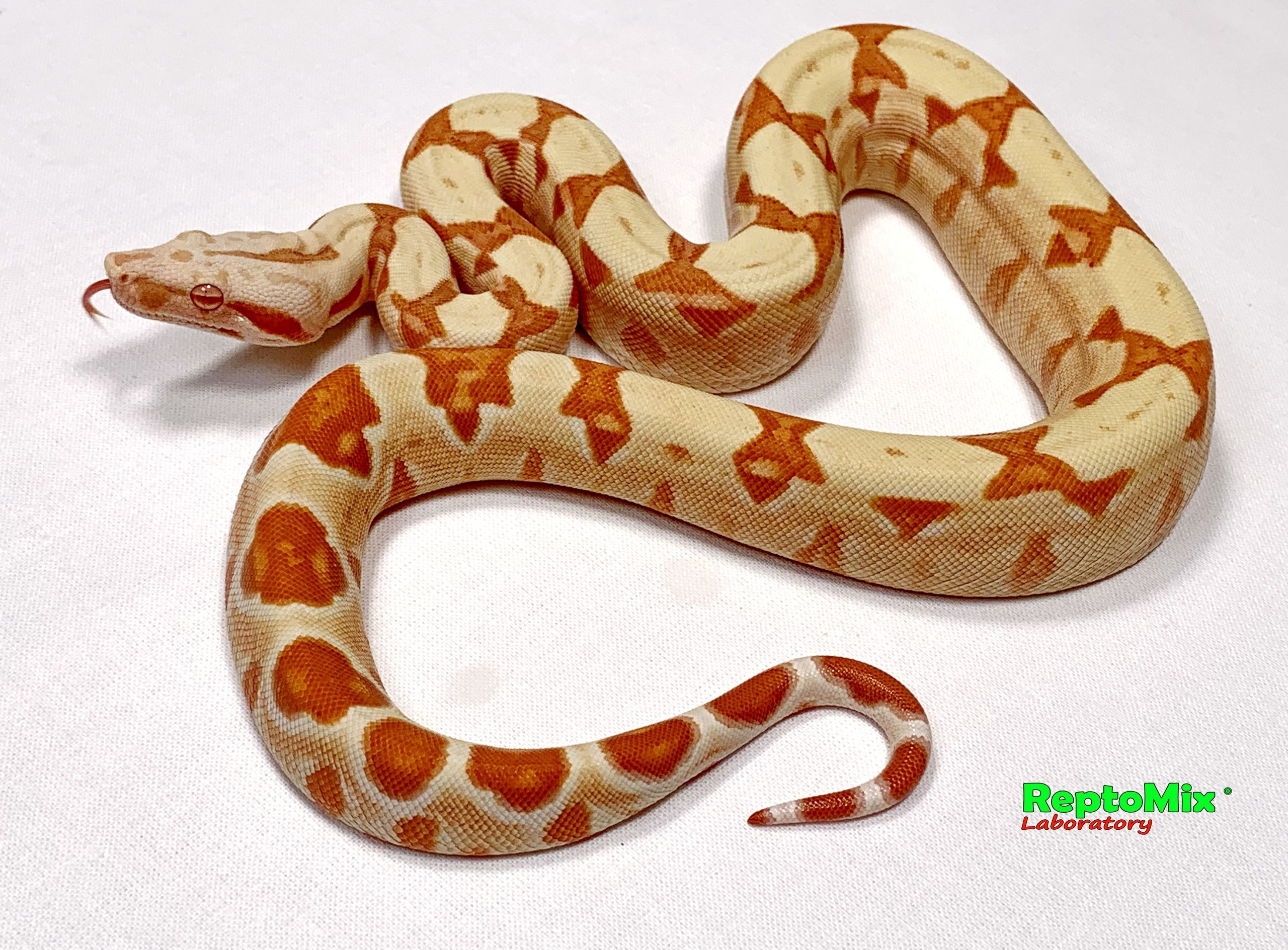 Императорский удав Сангло Альбино, Корал, Арабески линии Липстик Кахл  Boa constrictor imperator Sunglow (Possible Super), Coral (Kahl, Lipstick line ) Arabesque