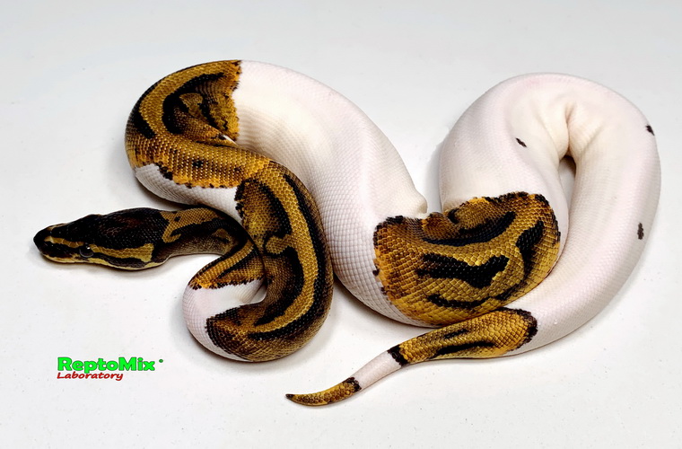 Королевский питон Python regius Piebald Pastel 100% Het. Albino