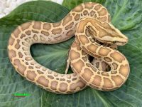Купить темный тигровый питон hypo , большой выбор и полезная информация по содержанию - Питомник экзотических Животных "ReptoMix Laboratory"