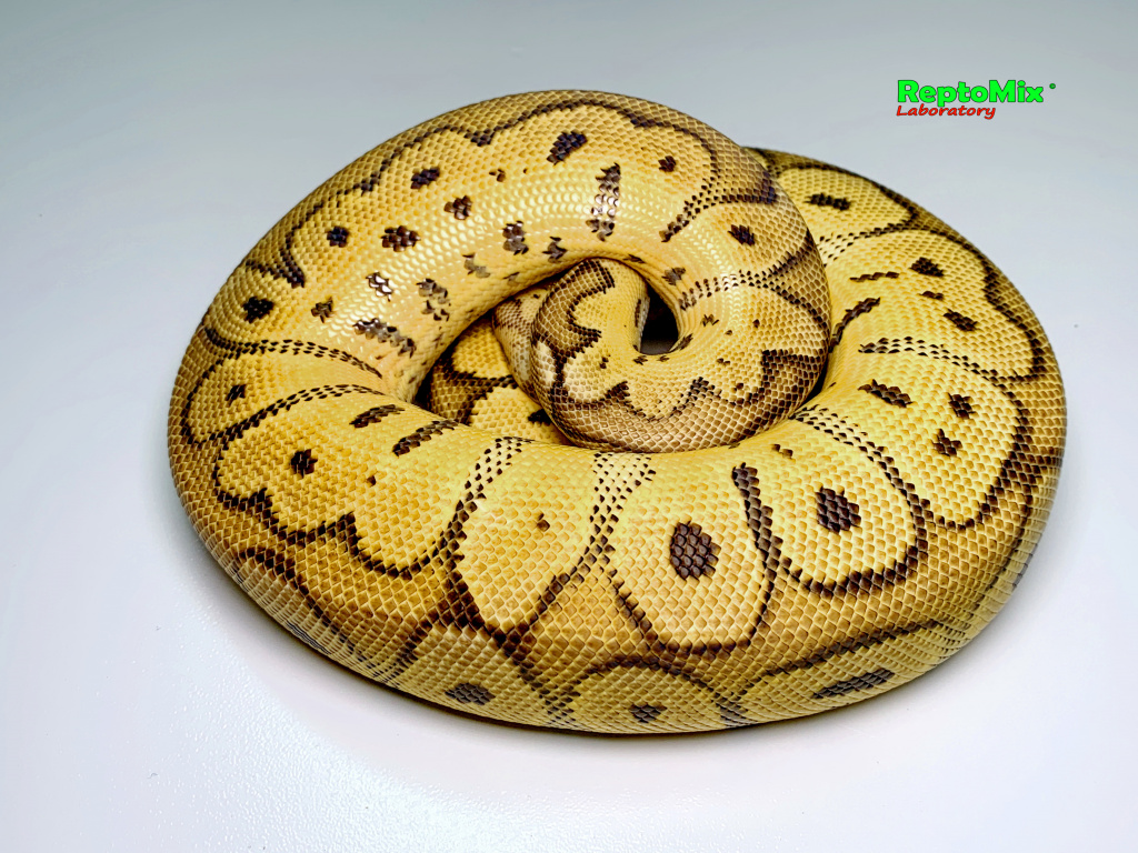 Королевский питон Python regius Pastel Clown