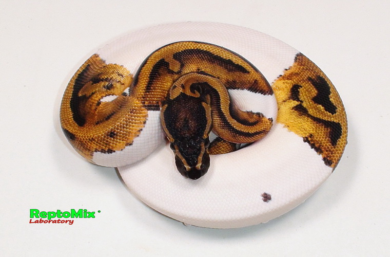 Королевский питон Python regius Piebald Pastel 100% Het. Albino