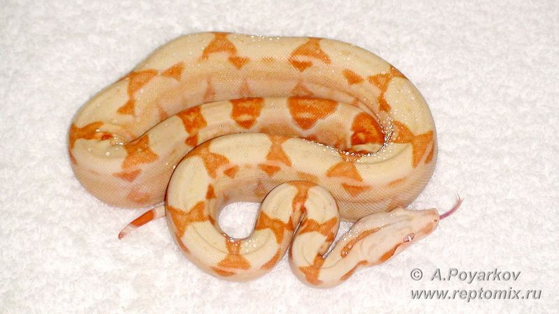 Императорский удав Сангло Альбино, Корал, линии Кахл возможно Арабески  Boa constrictor imperator Sunglow (Kahl, Lipstick line ), Coral,poss.Arabesque