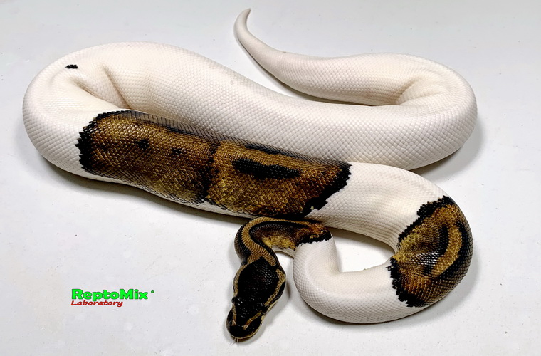 Королевский питон Python regius Piebald Mojave