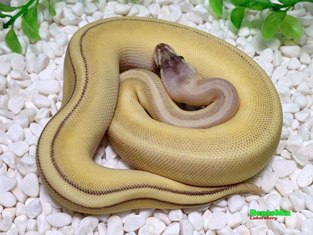 Королевский питон Python regius Super Pastel, Butter, Genetic Stripe