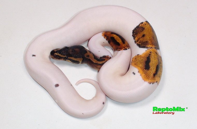 Королевский питон Python regius  Piebald Pastel