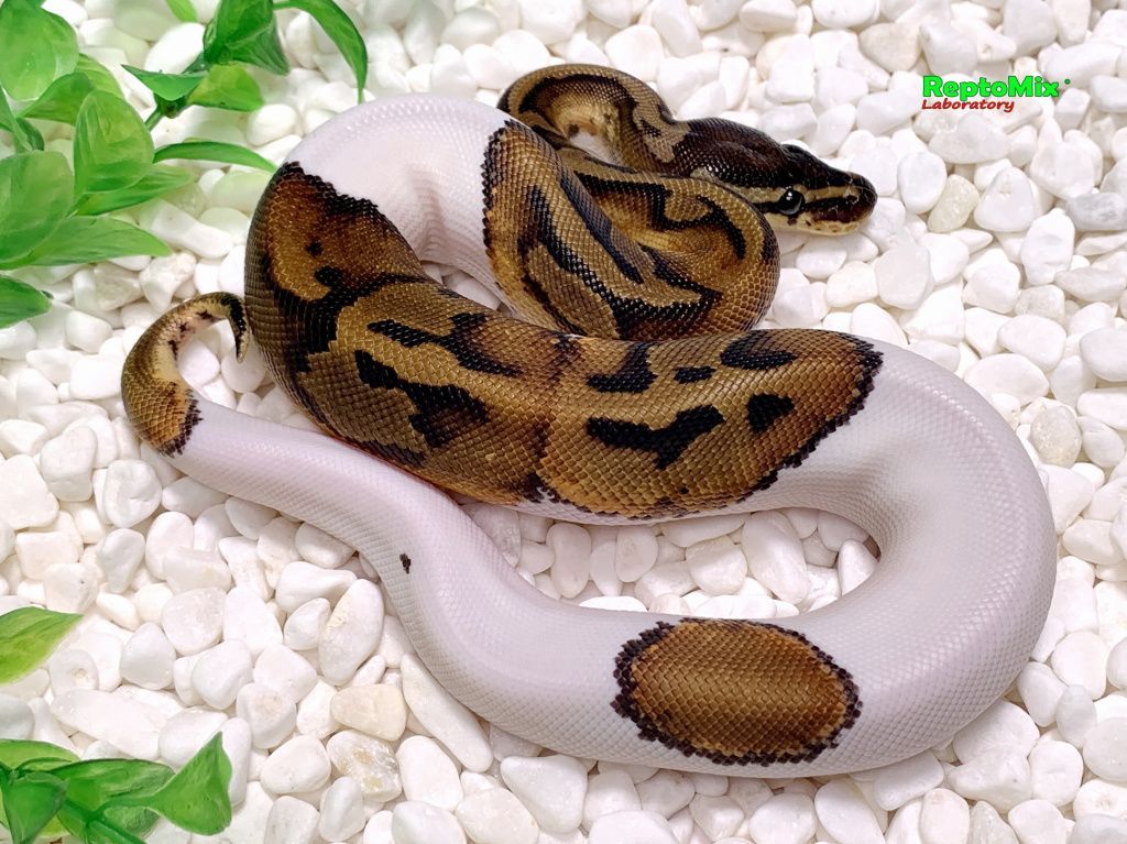 Королевский питон Python regius Piebald Pastel Mojave