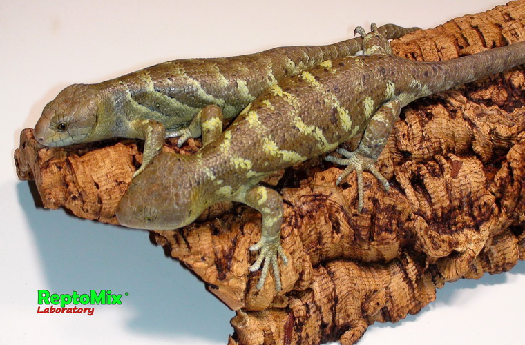 Гигантский цепкохвостый сцинк Corucia zebrata (Malaita)