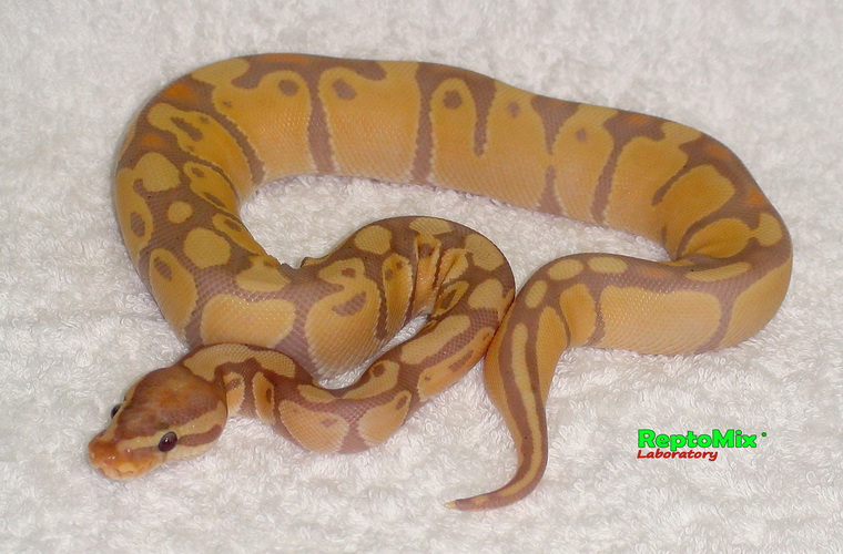 Королевский питон  Python regius Banana