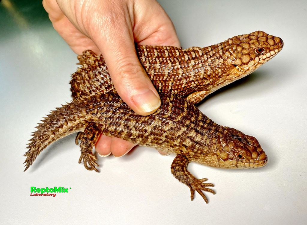 Австралийские колючехвостый сцинк Egernia stokesii zellingi