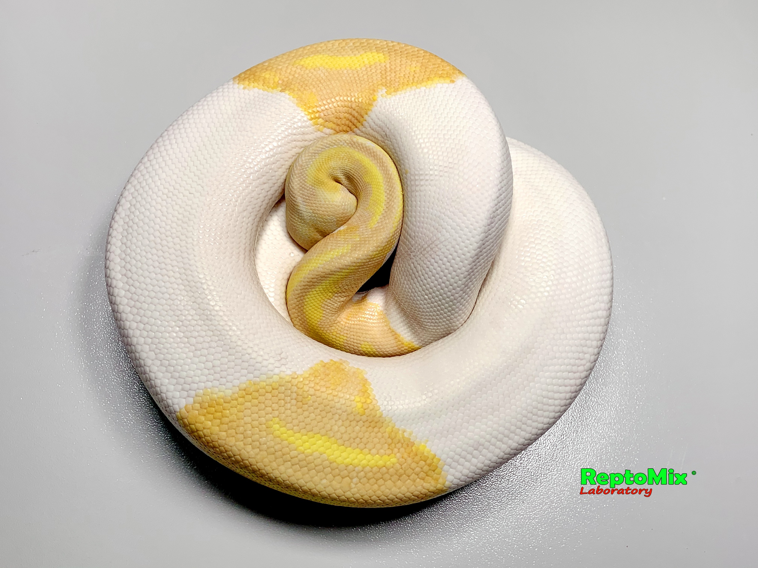 Королевский питон  Python regius Albino Piebald 