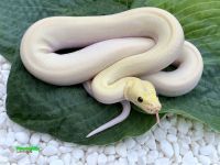 Купить темный тигровый питон ivory , большой выбор и полезная информация по содержанию - Питомник экзотических Животных "ReptoMix Laboratory"