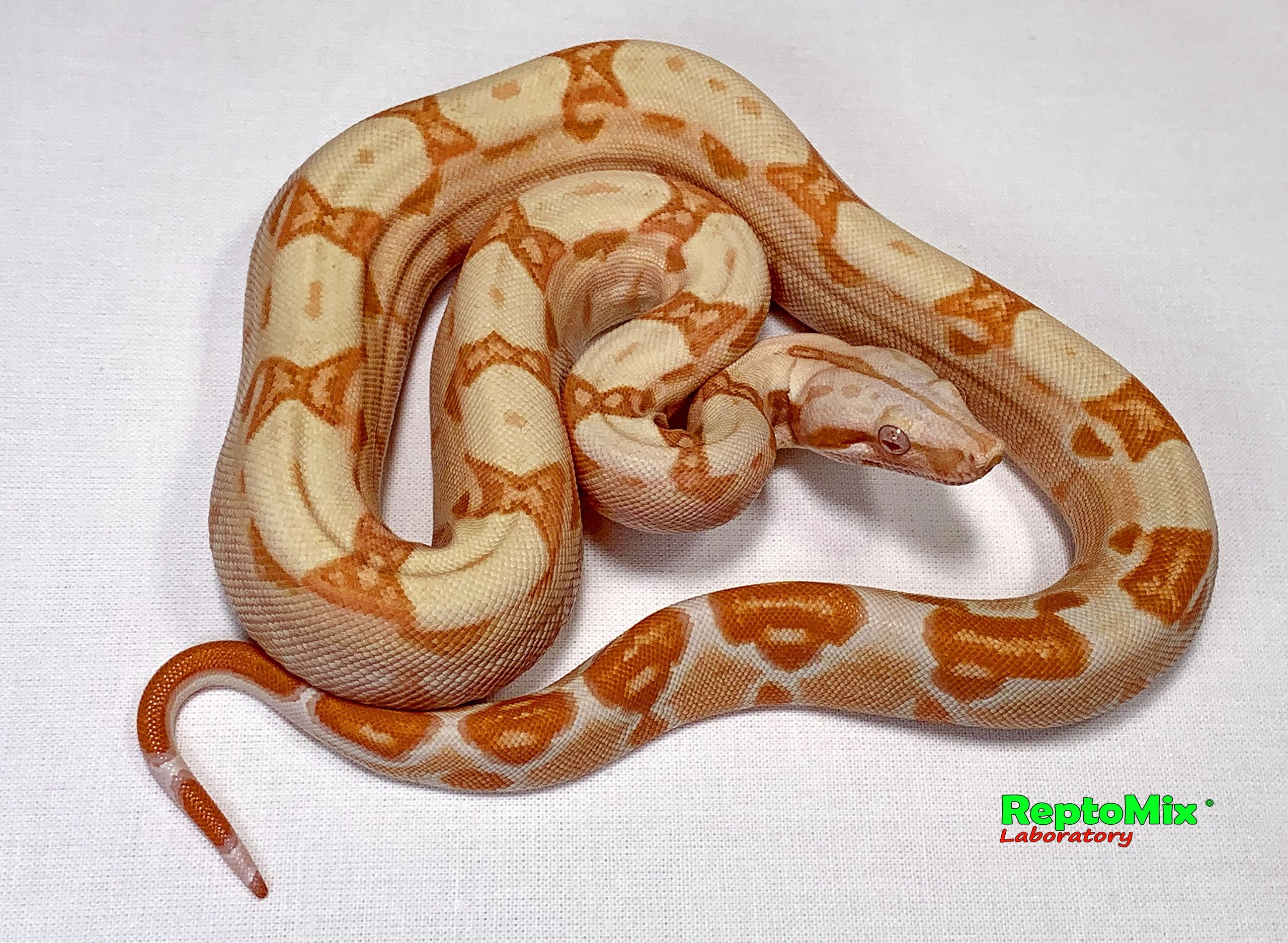 Императорский удав Сангло Альбино, Корал, Арабески линии Липстик Кахл  Boa constrictor imperator Sunglow (Possible Super), Coral (Kahl, Lipstick line ) Arabesque