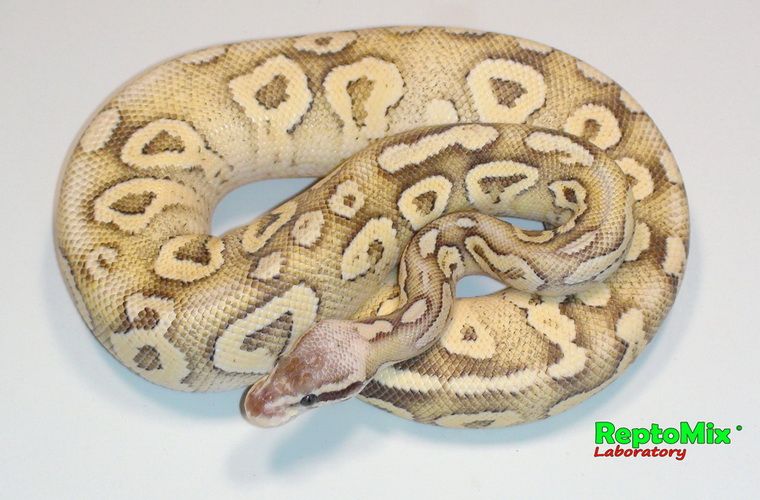 Королевский питон Python regius Superfly Phantom (Super Pastel, Fire, Phantom)