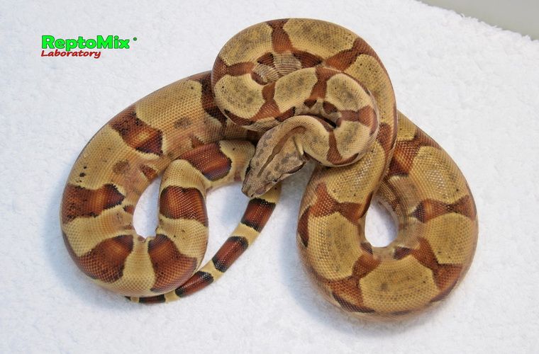 Императорский удав Ред Сальмон, Скарлет, Джангл оригиноальной Шведской линии, 100% Гет. альбинос линии Кахл  Boa constrictor imperator Red Salmon, Scarlet, Jungle (Original Swedish line), 100% Het. Albino (Kahl)