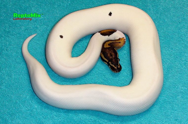 Королевский питон Python regius  Piebald Pastel