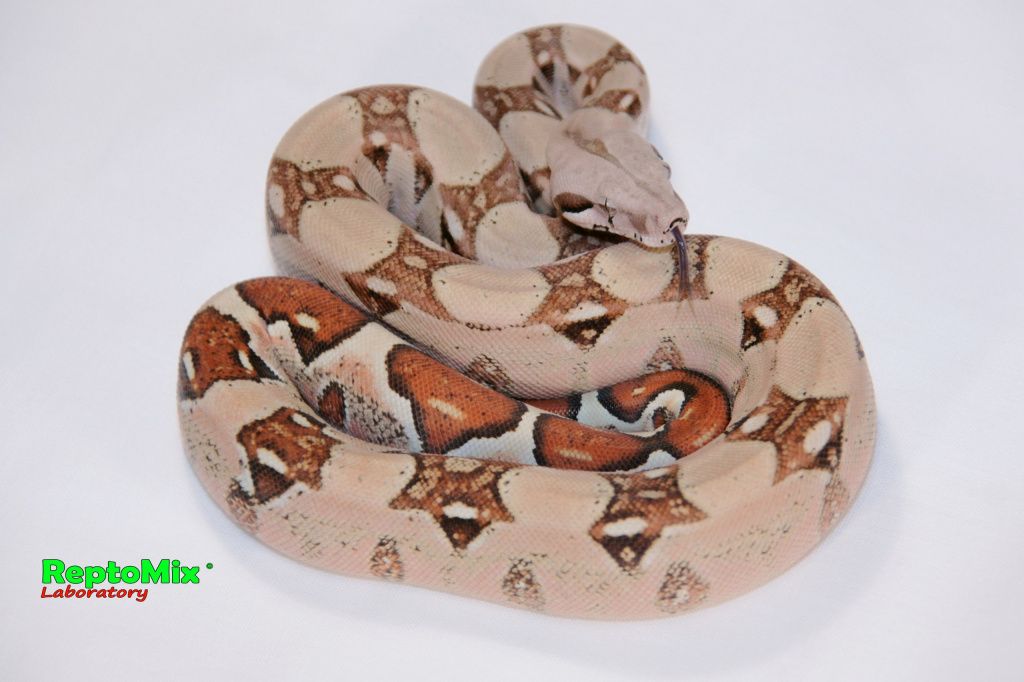 Императорский удав Boa constrictor imperator Pink line  Blond albino (Max Caramel albino T+)