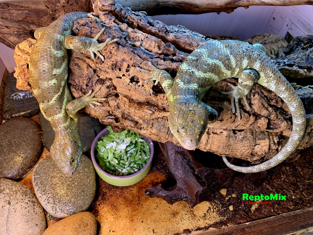 Гигантский цепкохвостый сцинк Corucia zebrata (Malaita)