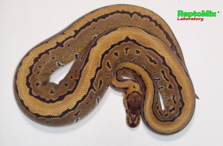 Королевский питон Python regius Pinstripe