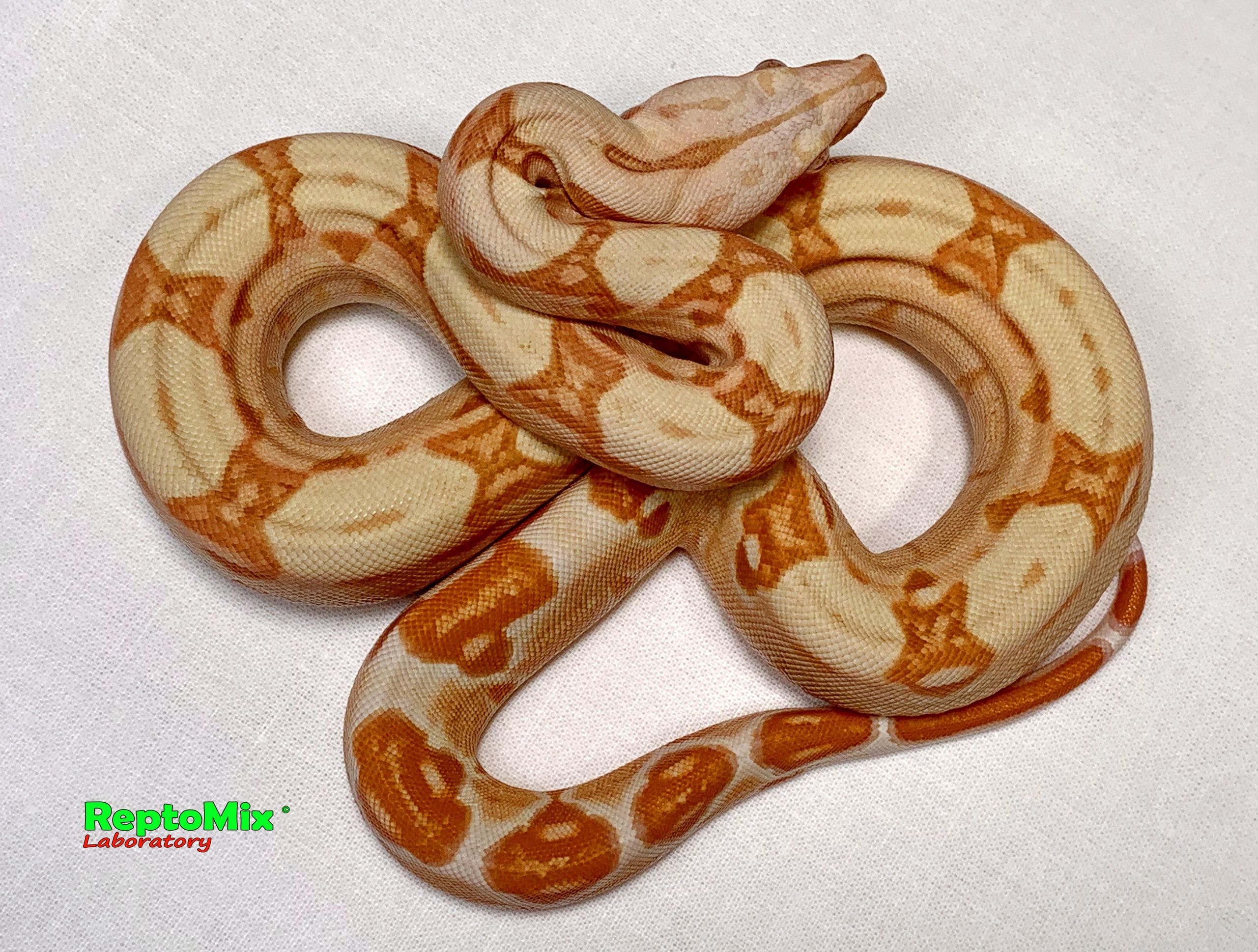 Императорский удав Сангло Альбино, Корал, Арабески линии Липстик Кахл  Boa constrictor imperator Sunglow (Possible Super), Coral (Kahl, Lipstick line ) Arabesque