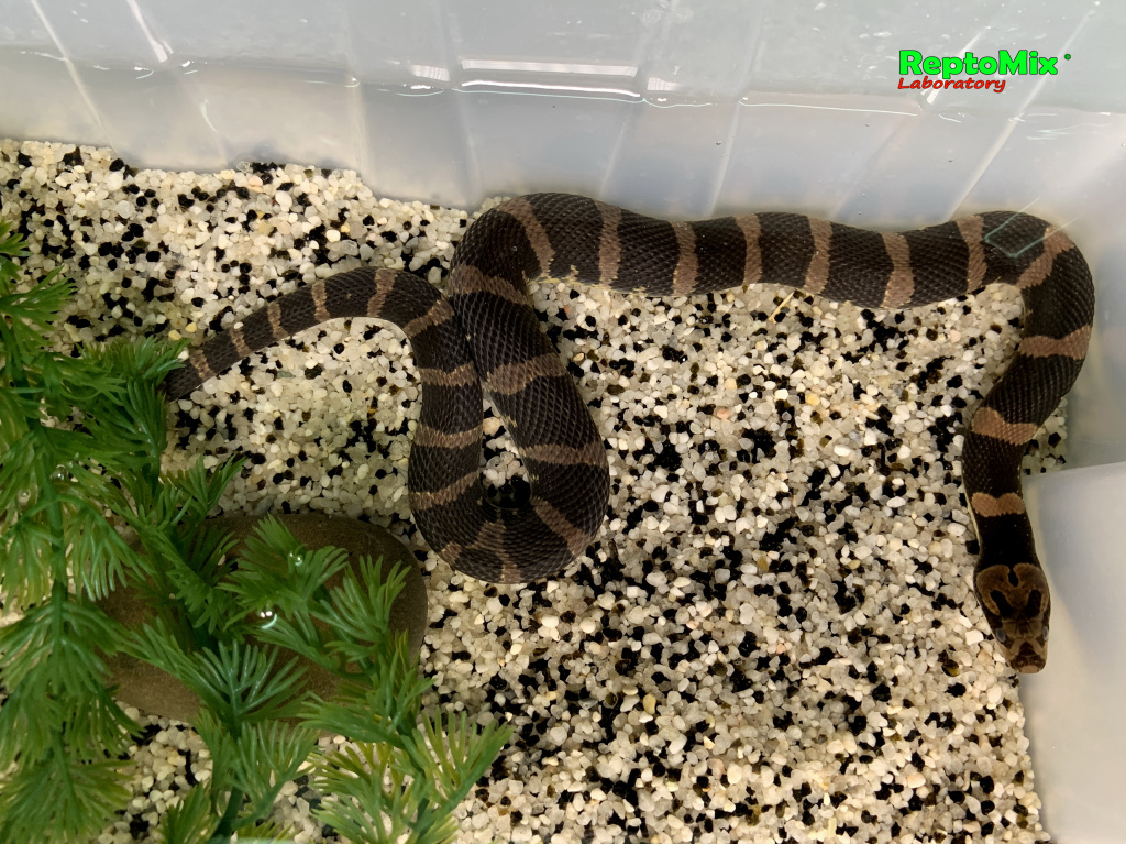 Удавовидный водяной уж или масковая змея   Homalopsis buccata