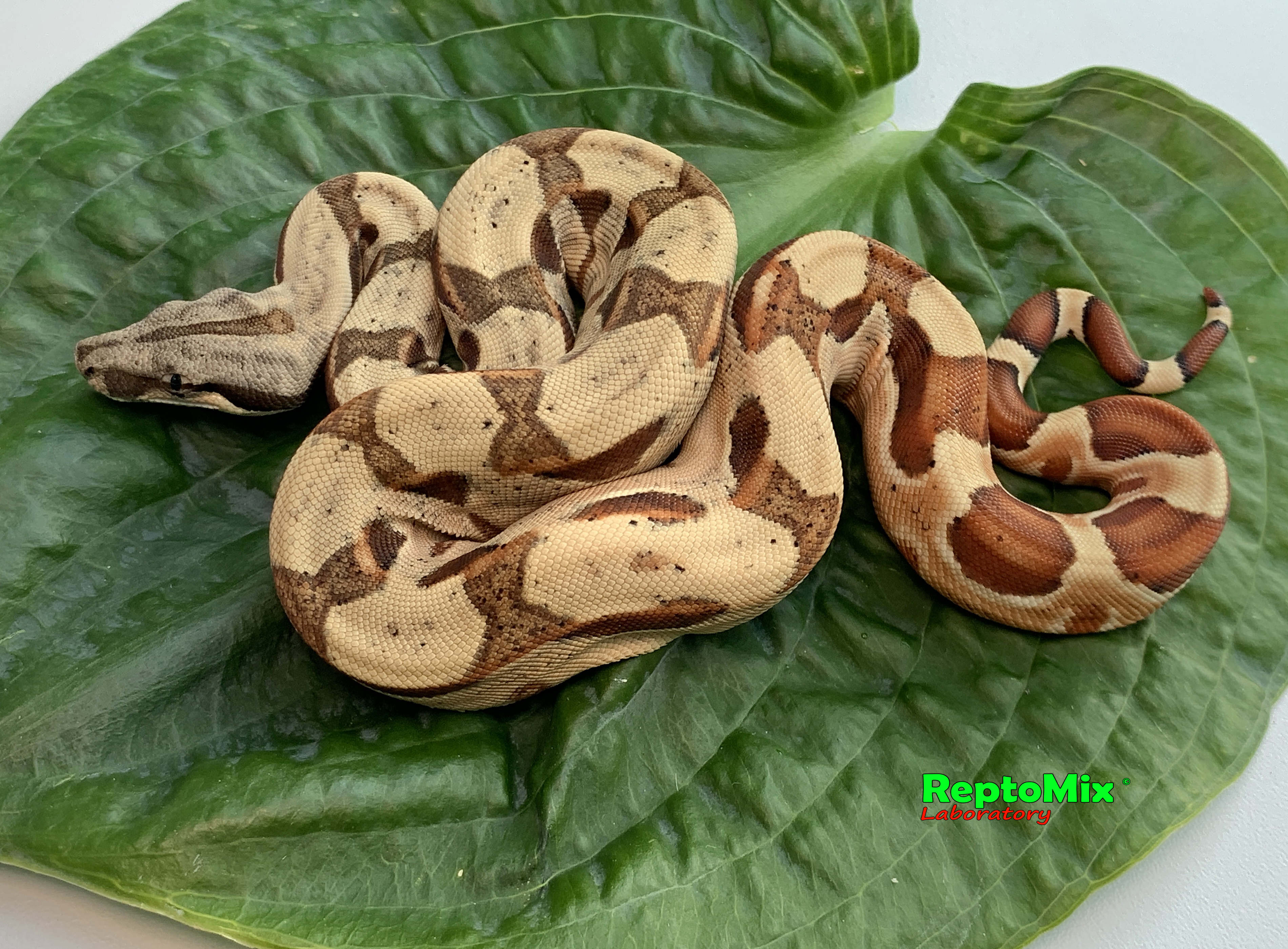 Императорский удав Гипо, Джангл  Boa constrictor imperator Salmon Boa constrictor imperator Salmon Hypo Jungle  (Cross Red Salmon Scarlet Х Jungle(Original Swedish line)