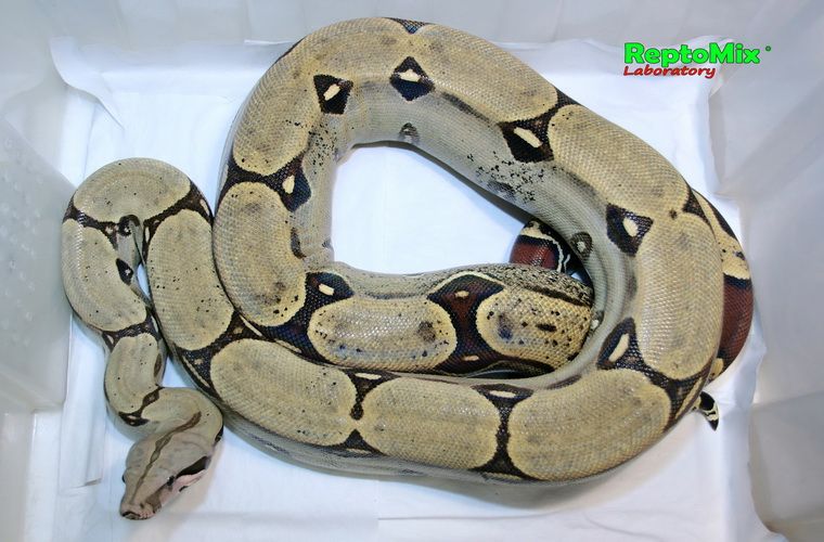 Обыкновенный удав локалитет Перу Boa constrictor constrictor (Peru  Pucallpa)