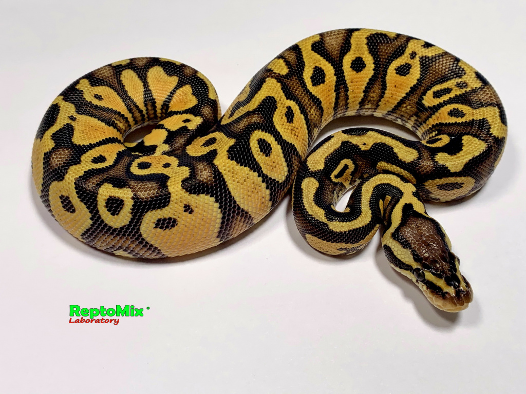 Королевский питон Python regius Pastel Enchi