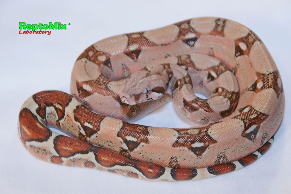 Императорский удав Boa constrictor imperator Pink line  Blond albino (Max Caramel albino T+)