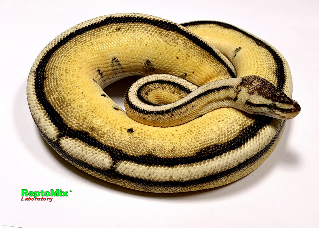 Королевский питон Python regius Super Pastel, Genetic Stripe