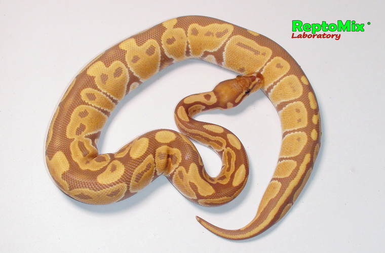 Королевский питон Python regius Ultramel