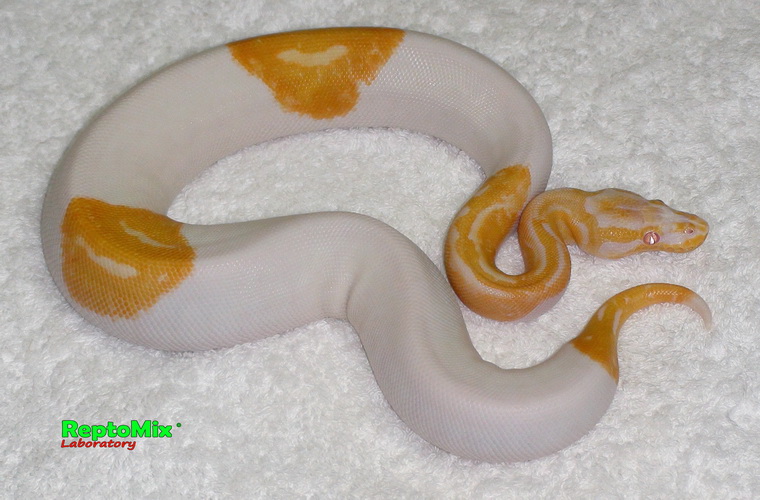 Королевский питон  Python regius Albino Piebald 