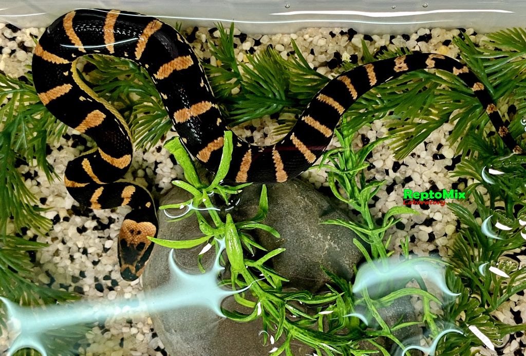 Удавовидный водяной уж или масковая змея   Homalopsis buccata