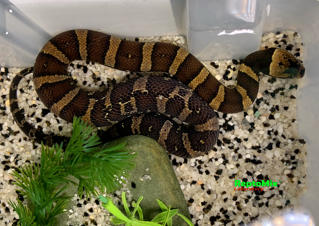 Удавовидный водяной уж или масковая змея   Homalopsis buccata