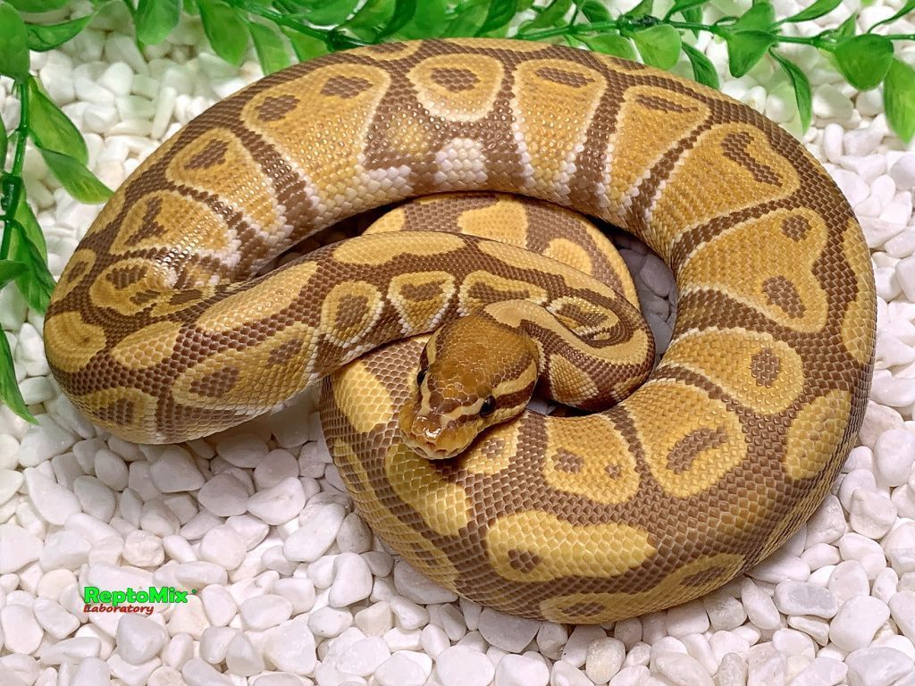 Королевский питон Python regius Ultramel