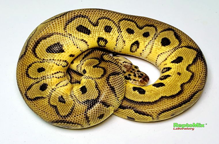 Королевский питон Python regius Pastel Clown