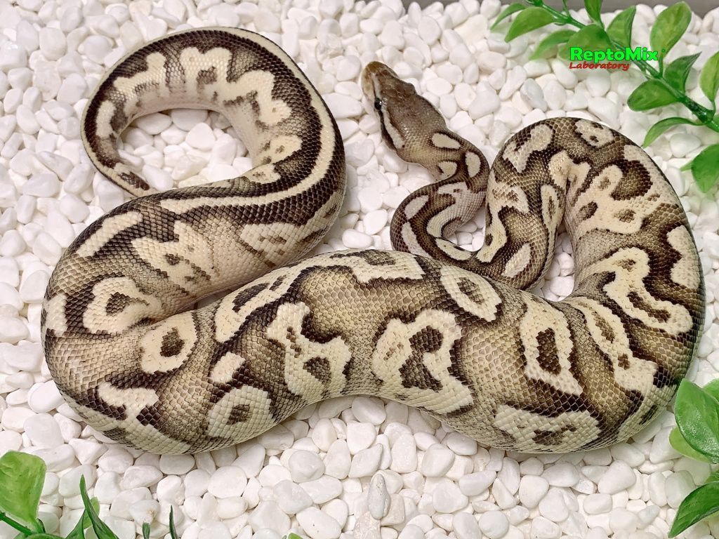 Королевский питон Super pastel, Axanthic (VPI),100% Het.Albino