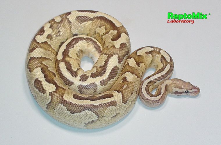 Королевский питон Python regius Disco Inferno (Disco,Fire)