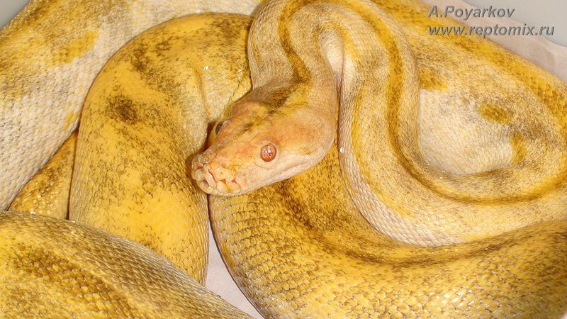 Тёмный тигровый питон Python molurus bivittatus Paradox Albino, Genetic dwarf, Green striped 