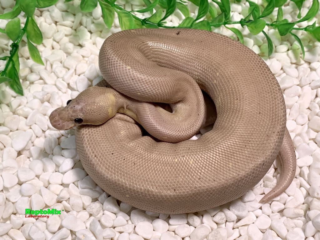 Королевский питон Python regius Super Cinnamon Banana poss.Pastel poss.Fire