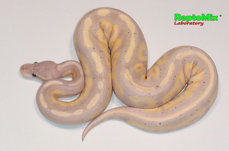 Королевский питон Python regius Banana Pastel Fire Cinnamon