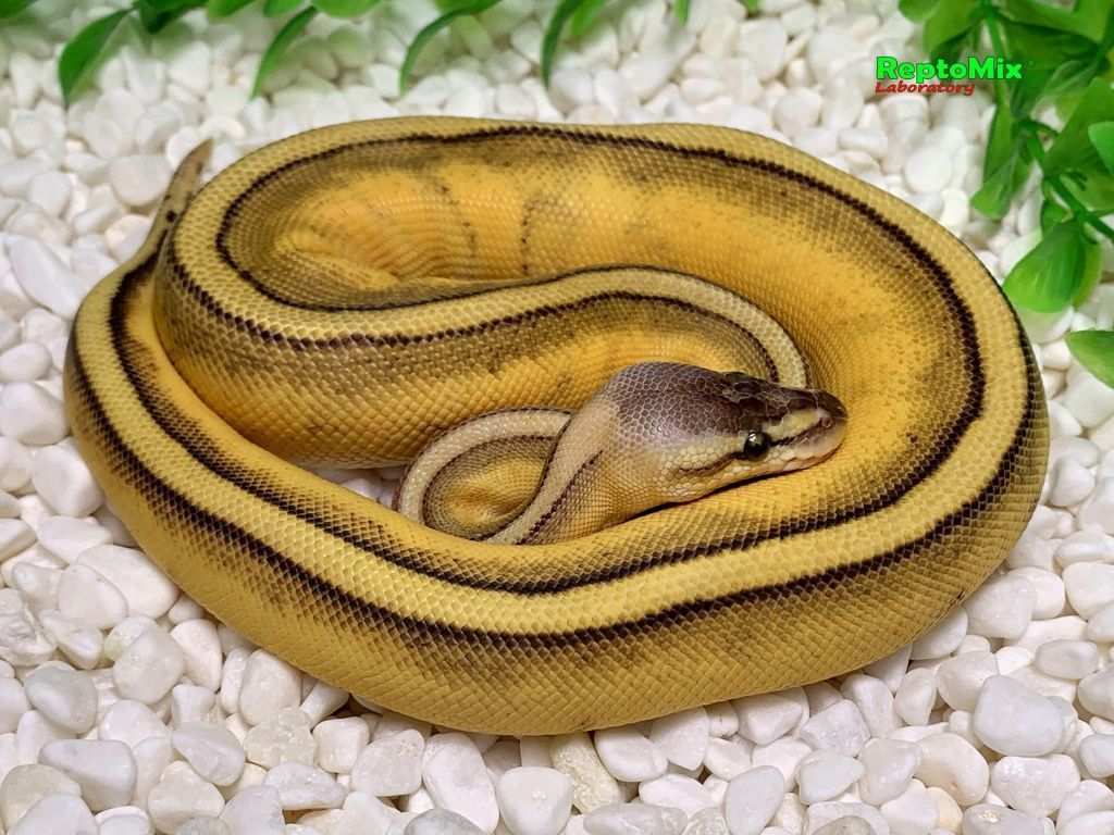 Королевский питон Python regius Super Pastel, Genetic Stripe