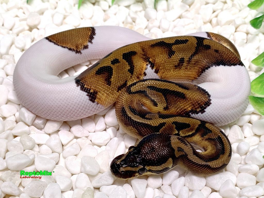 Королевский питон Python regius Piebald Pastel Mojave