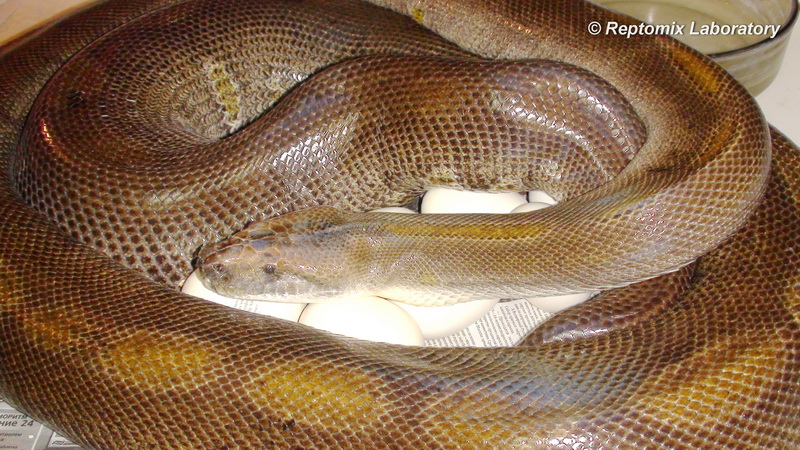 Темный тигровый питон Грин Python molurus bivittatus Patterless green striped