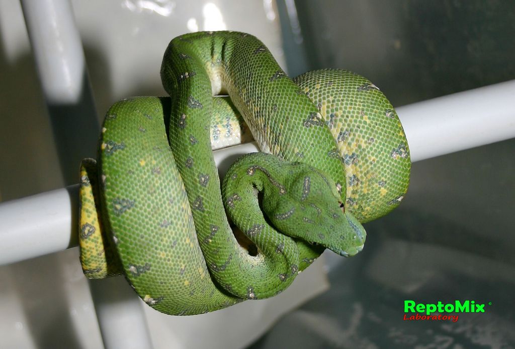 Зелёный питон Morelia viridis (Sorong) 