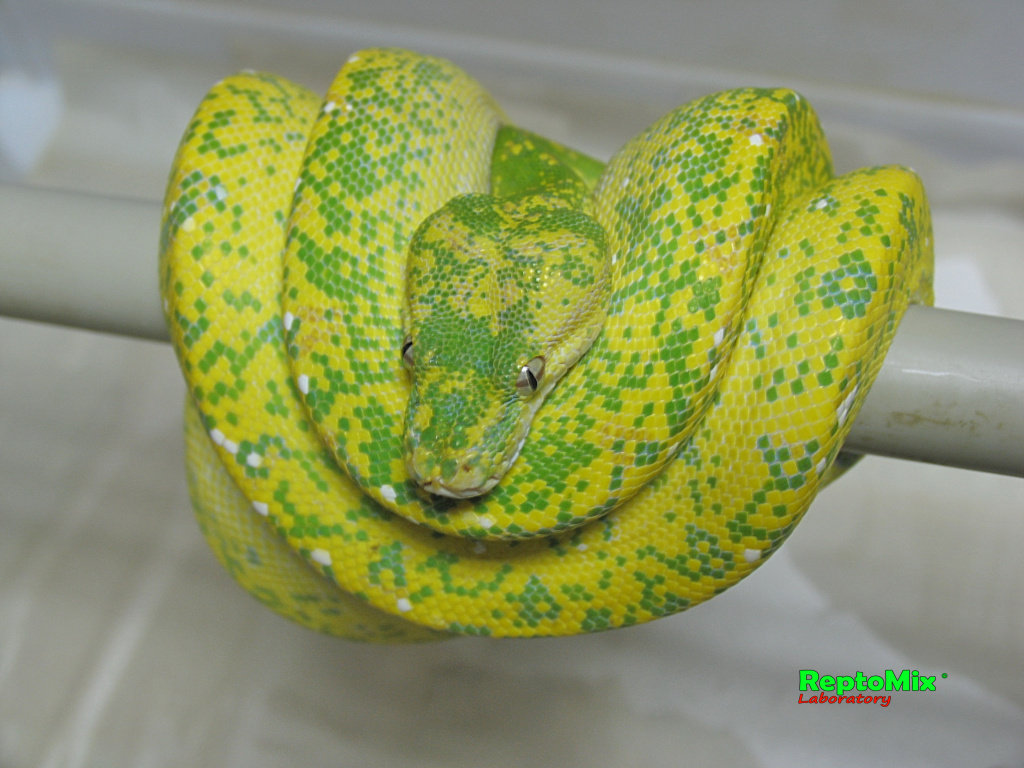 Зелёный питон (Aru x Biak var."Lemon Tree") Morelia viridis (Aru x Biak var."Lemon Tree")