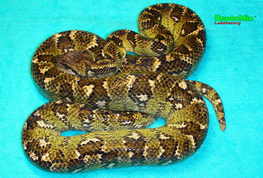 Мадагаскарский древесный удав Sanzinia madagascariensis 