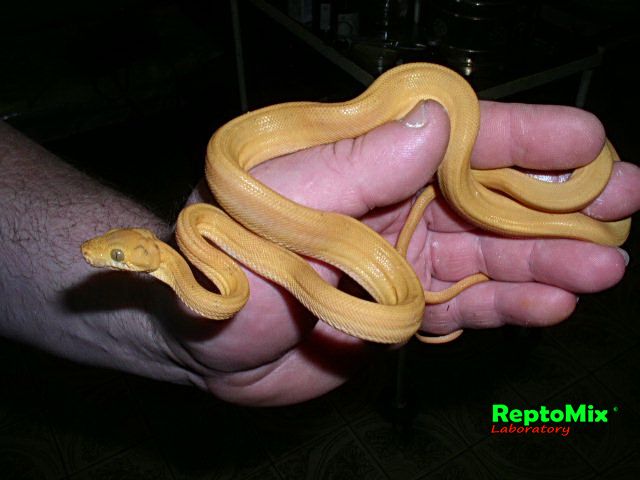 Садовый удав Corallus hortulanus enydris