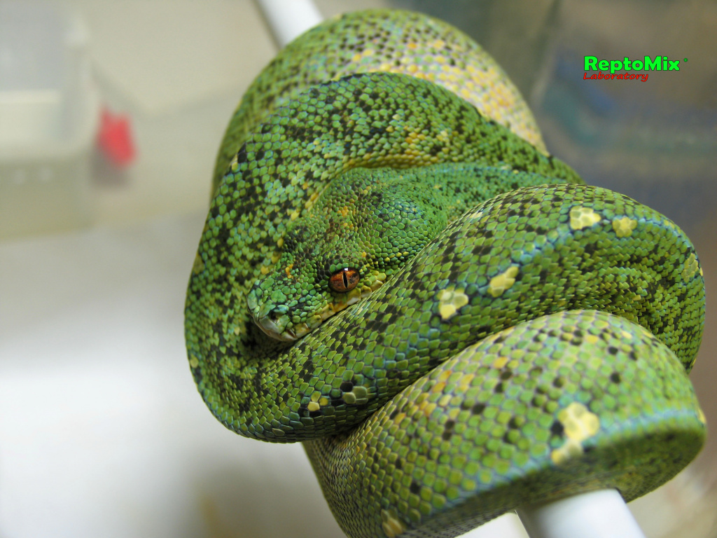 Зелёный питон локалитет Arfak Morelia viridis (Arfak)